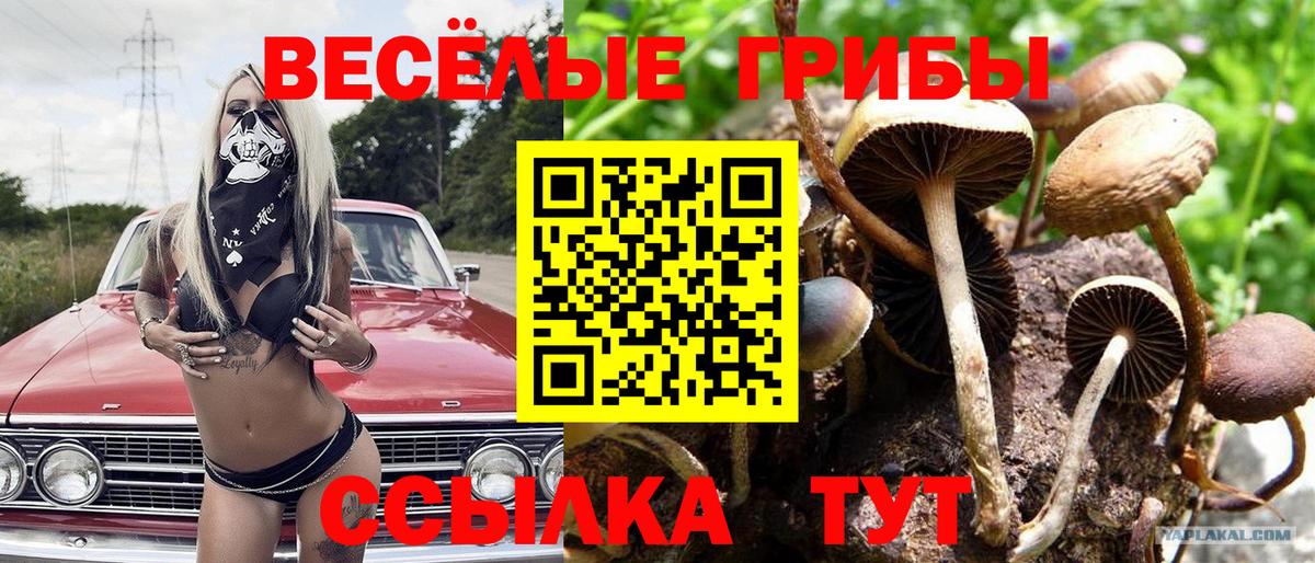 Псилоцибиновые грибы Psilocybine cubensis  Псилоцибиновые грибы Psilocybe  Североморск 